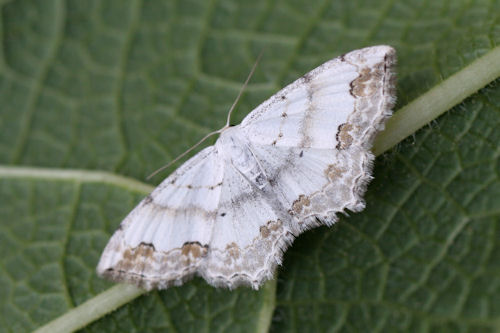 Scopula ornata: Bild 18