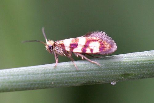 Micropteryx rothenbachii: Bild 3