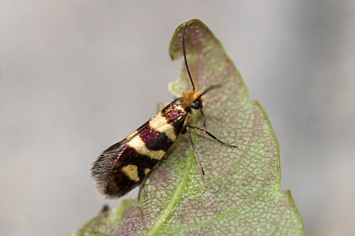 Micropteryx rothenbachii: Bild 6