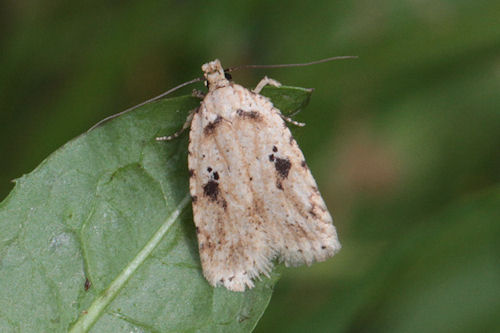 Agonopterix arenella: Bild 5