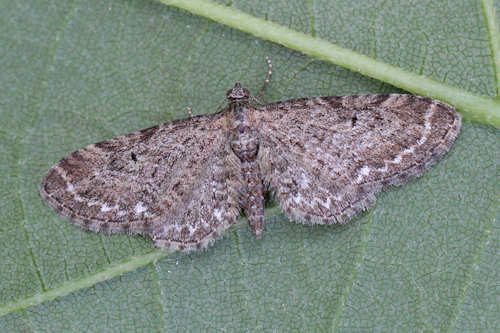 Eupithecia vulgata: Bild 1