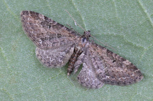 Eupithecia vulgata: Bild 2