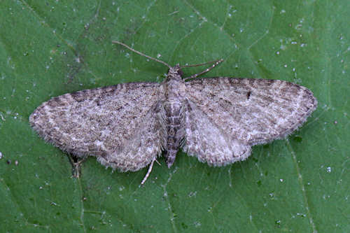 Eupithecia vulgata: Bild 3