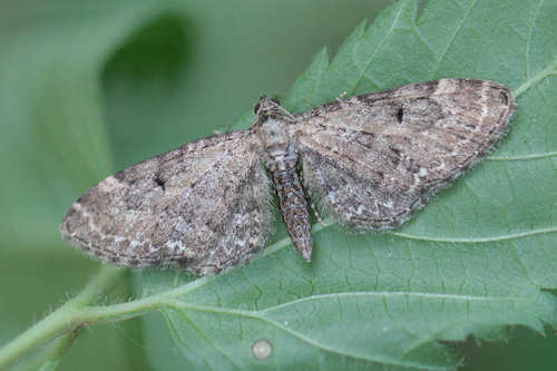 Eupithecia vulgata: Bild 4