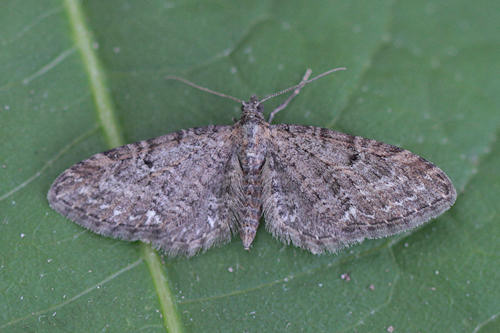 Eupithecia vulgata: Bild 5