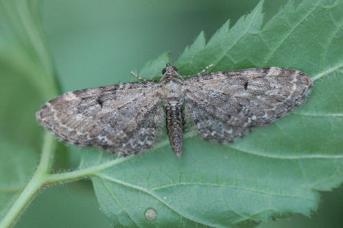 Eupithecia vulgata: Bild 6