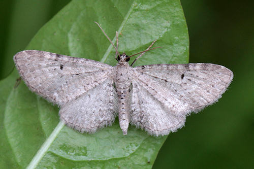 Eupithecia satyrata: Bild 2