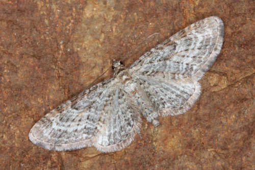 Eupithecia subumbrata: Bild 7