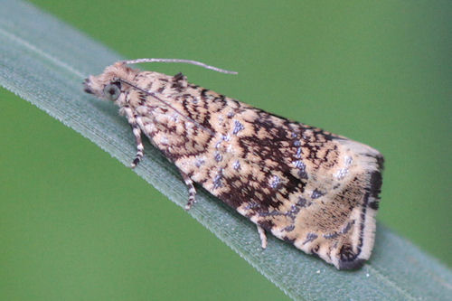 Celypha lacunana: Bild 4