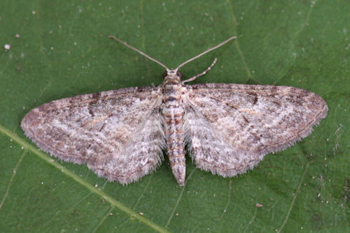 Eupithecia subfuscata: Bild 23