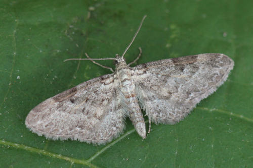 Eupithecia vulgata: Bild 17