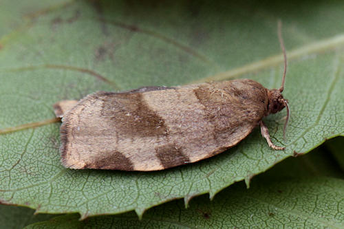 Choristoneura hebenstreitella: Bild 1