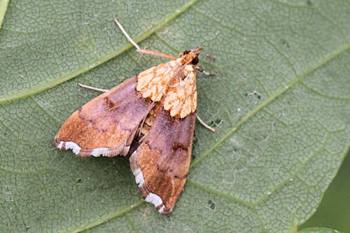 Agrotera nemoralis: Bild 1