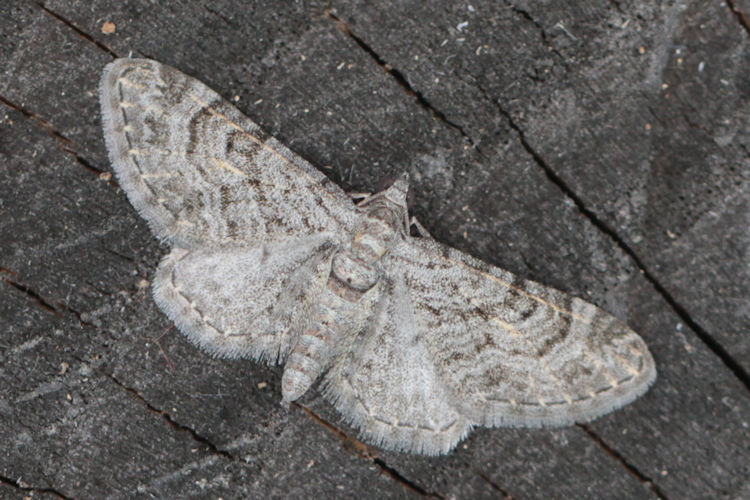 Eupithecia gemellata: Bild 1