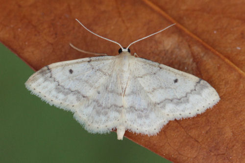 Idaea biselata: Bild 1