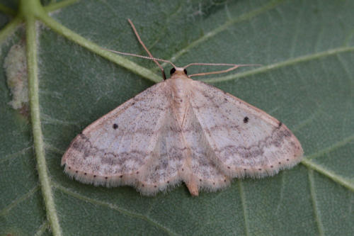 Idaea biselata: Bild 3