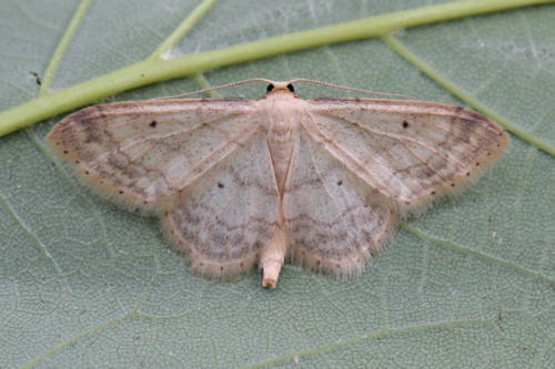 Idaea biselata: Bild 4