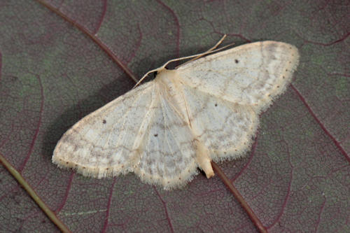 Idaea biselata: Bild 5