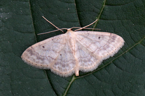 Idaea biselata: Bild 6