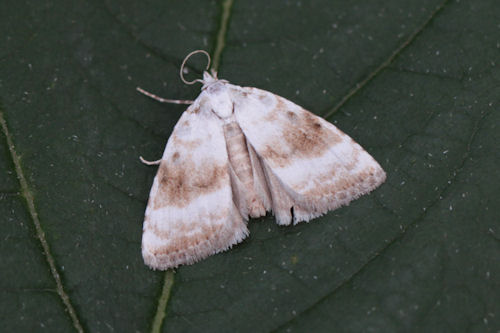 Meganola albula: Bild 5