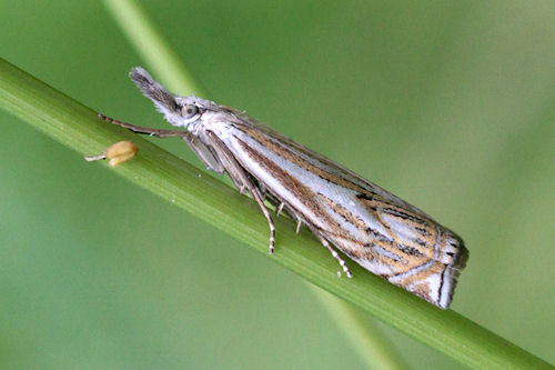 Crambus lathoniellus: Bild 6