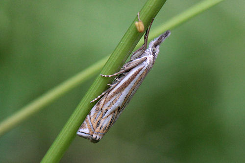 Crambus lathoniellus: Bild 7