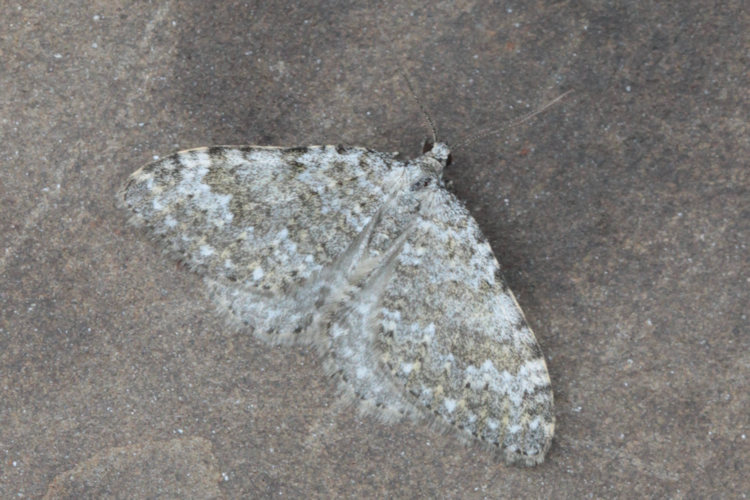 Coenotephria salicata: Bild 3