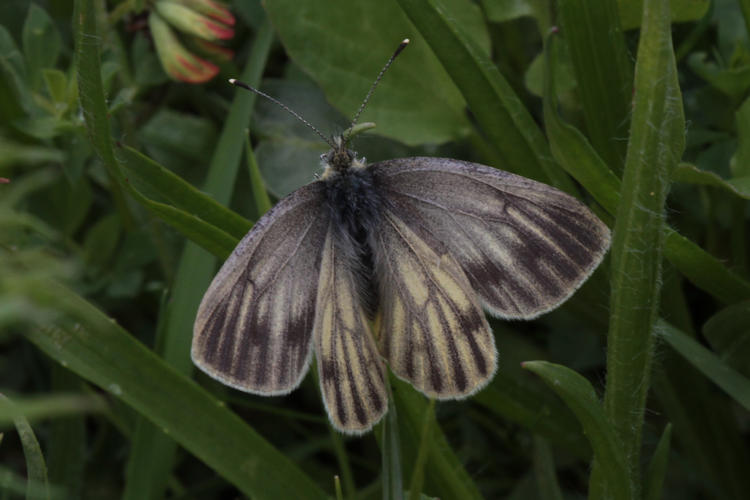 Pieris bryoniae: Bild 10