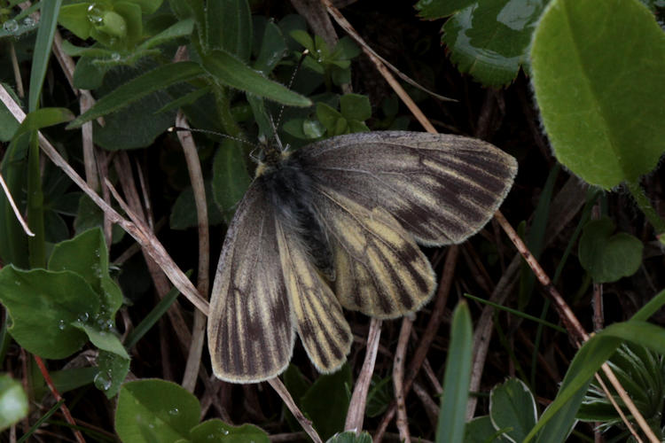 Pieris bryoniae: Bild 11