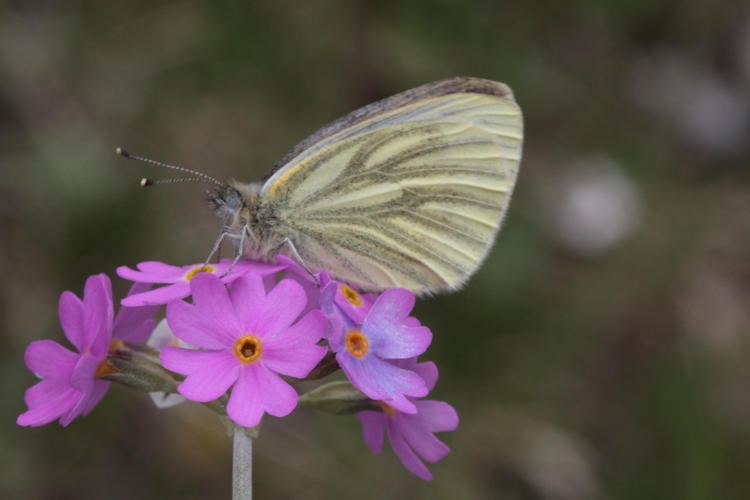 Pieris bryoniae: Bild 14