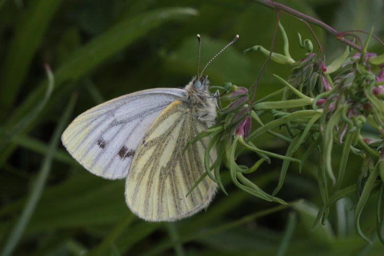 Pieris bryoniae: Bild 15