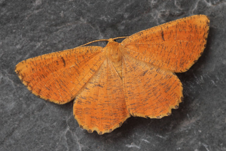 Angerona prunaria: Bild 16