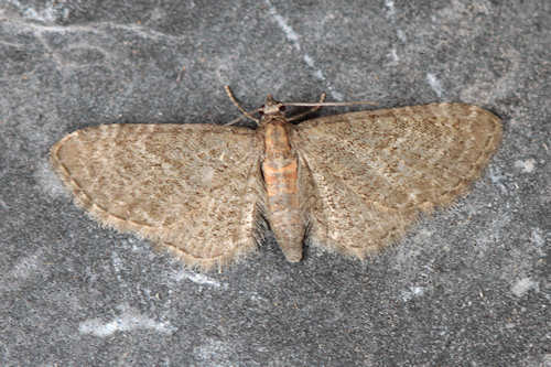 Eupithecia haworthiata: Bild 15