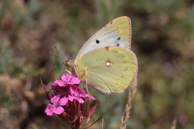 Colias aurorina: Bild 6