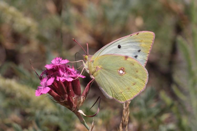 Colias aurorina: Bild 7