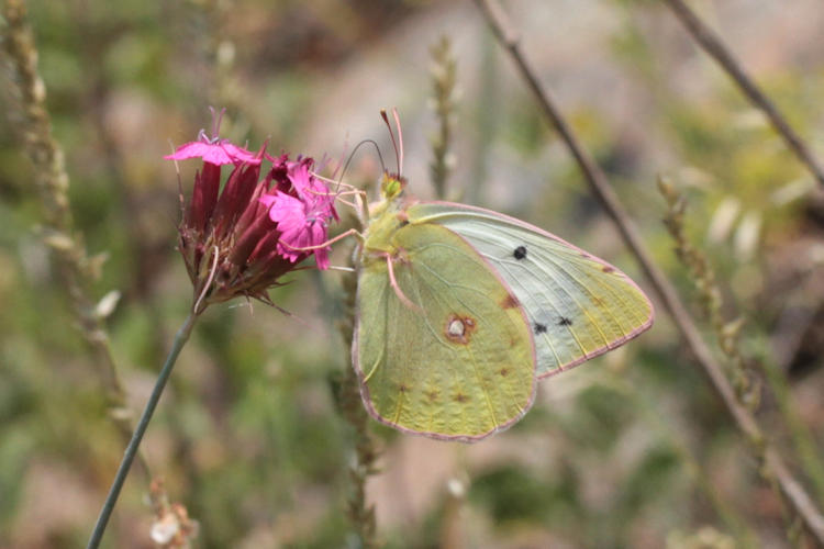 Colias aurorina: Bild 8