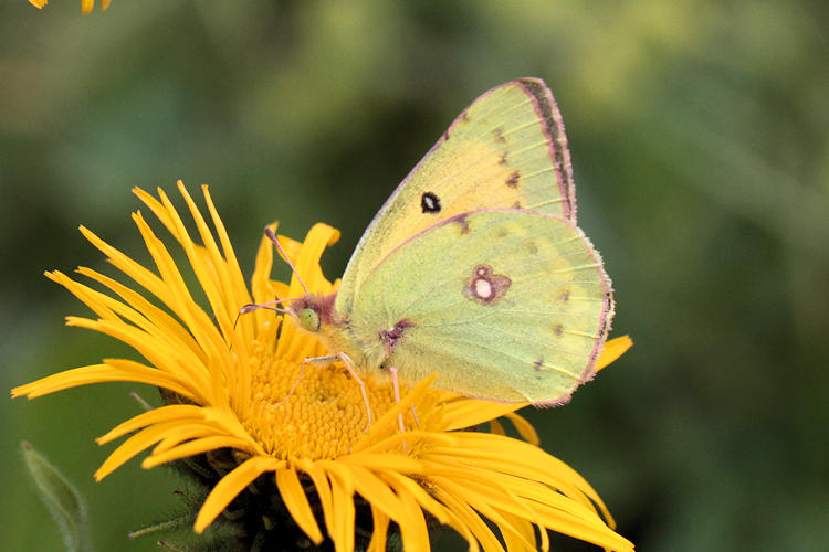 Colias thisoa: Bild 1