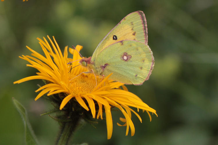 Colias thisoa: Bild 2