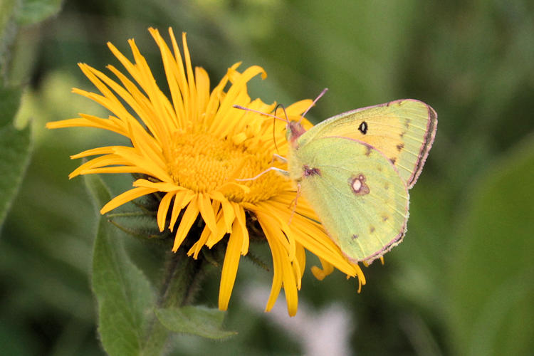 Colias thisoa: Bild 3