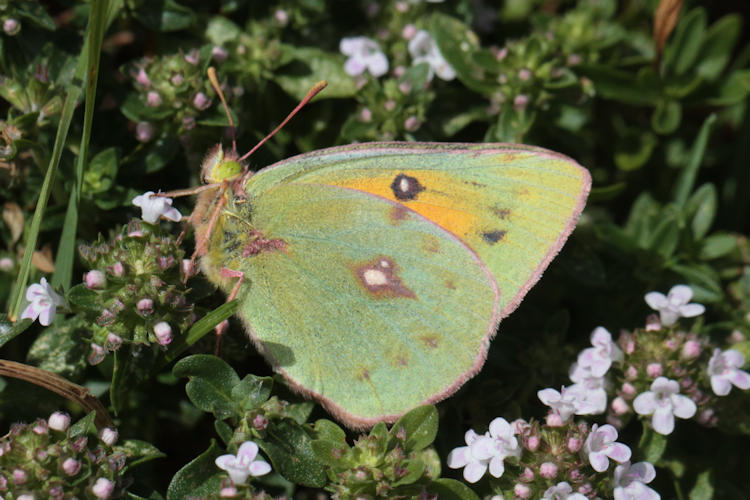 Colias thisoa: Bild 4