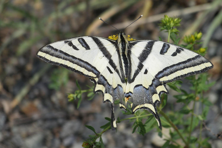 Papilio alexanor orientalis: Bild 1