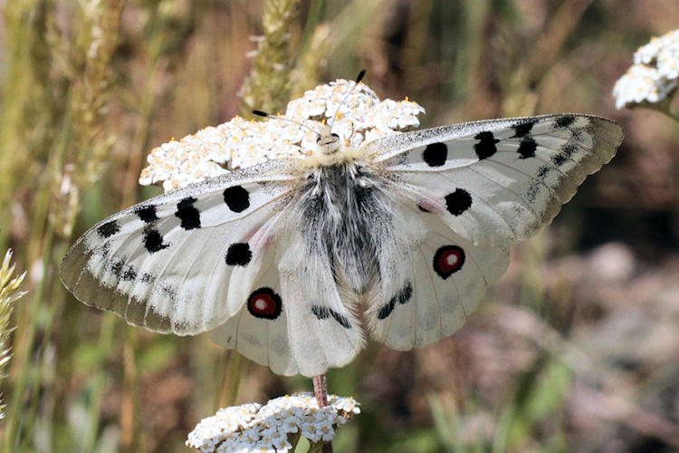 Parnassius apollo tkatshukovi: Bild 1