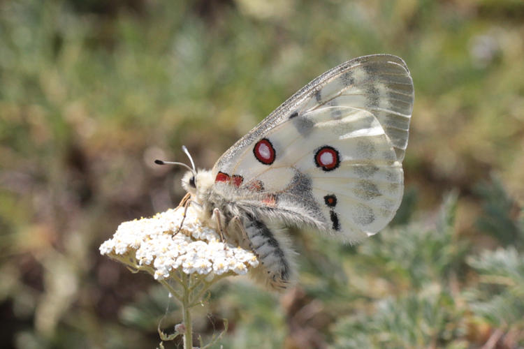 Parnassius apollo tkatshukovi: Bild 2