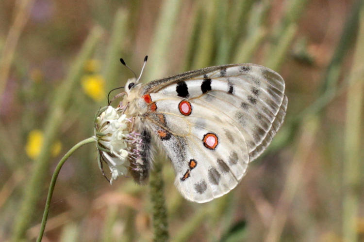 Parnassius apollo tkatshukovi: Bild 3