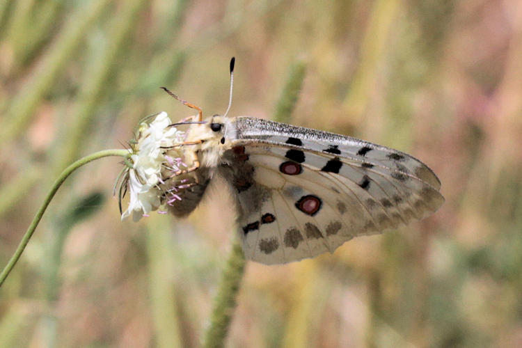 Parnassius apollo tkatshukovi: Bild 4