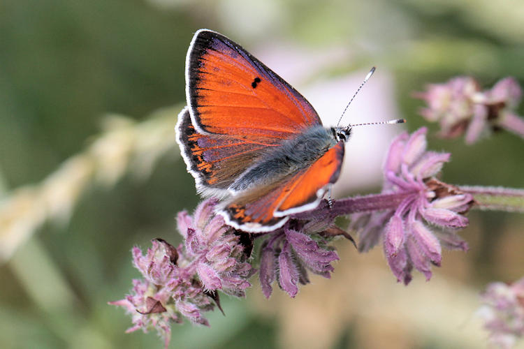 Lycaena candens: Bild 1