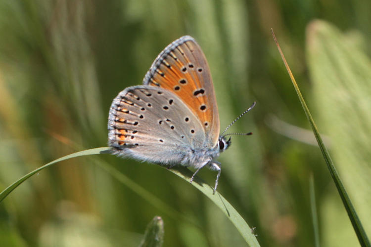 Lycaena candens: Bild 8