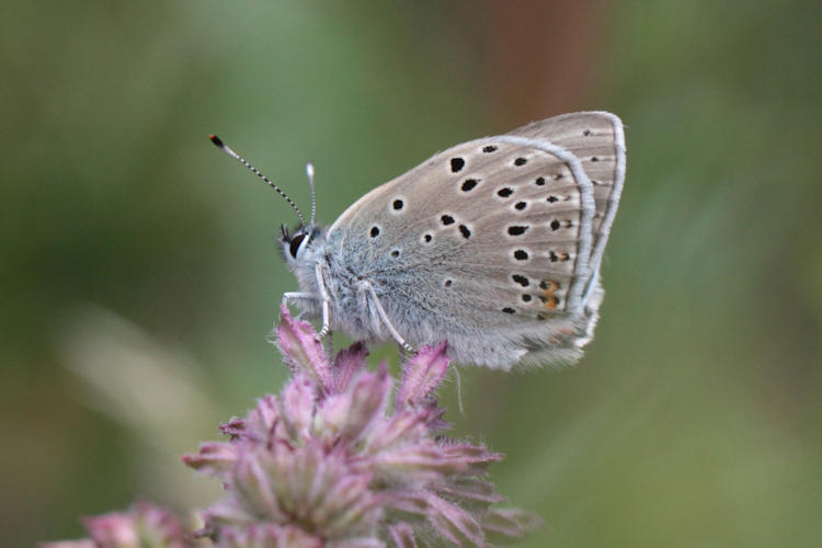 Lycaena candens: Bild 7