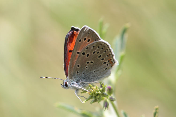 Lycaena candens: Bild 8