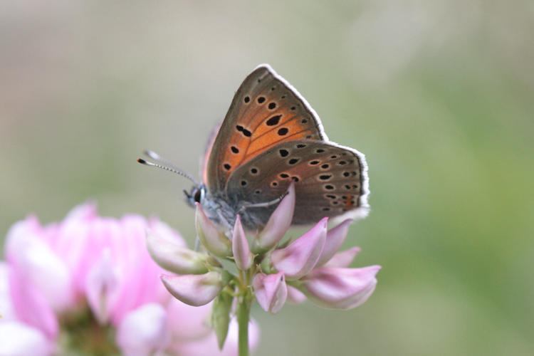 Lycaena candens: Bild 9